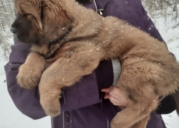 Продам щенка тибетского мастифа