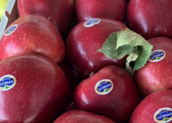 Авита кбр фольц фагин каблук. Сорбент яблочный нальчик. Кукуруза кормовая в мешках. Кукуруза в мешках. Яблони в кабардино балкарии.