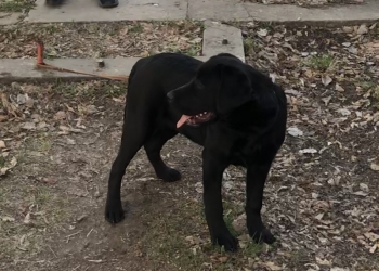 Продаём лабрадора