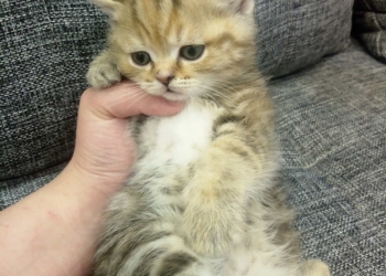 Шотландские котята страйт