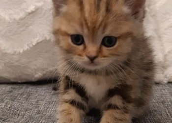 Шотландские котята страйт