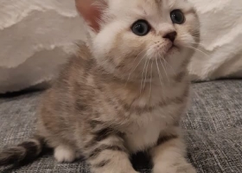 Шотландские котята страйт