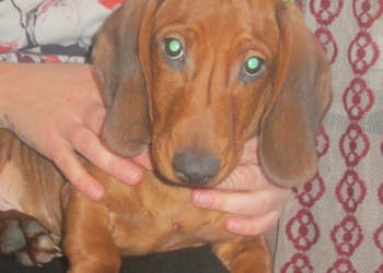 Продам щенка таксу 3,5месяцев кабель