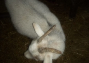 Продам козу