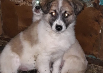 Собаки в дар.