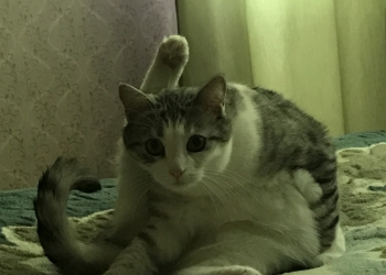 Отдам в добрые руки