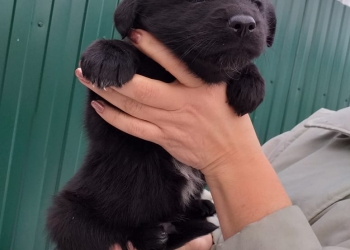 Щенки