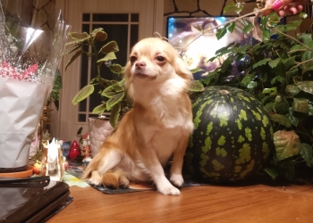 Щенок чихуахуа мини