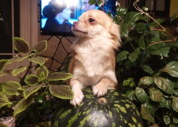 Щенок чихуахуа мини