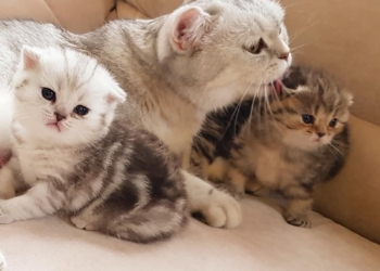 Вислоухие мраморные котята
