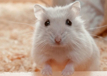 Сирийский хомяк