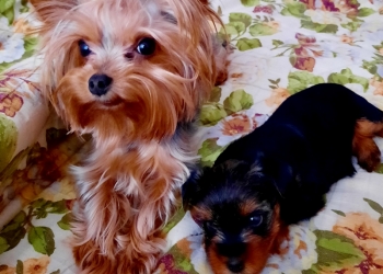 Малышка Йорка