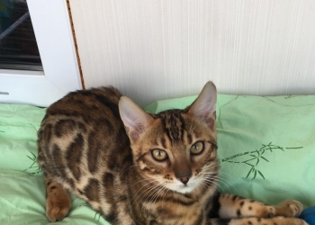 Бенгальские котята