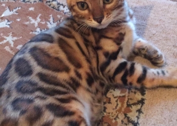Бенгальские котята