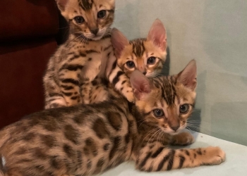 Бенгальские котята