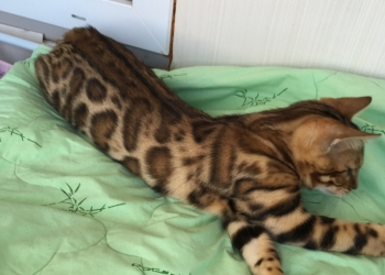 Бенгальские котята