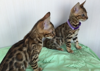 Бенгальские котята