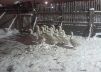 Гусыни белого окраса