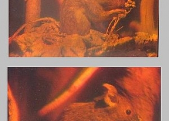 Куплю фотопластинку с голограммой