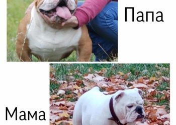 Щенки английского бульдога