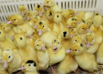 Домашняя птица, суточный молодняк. Инкубатор пгт. Энем