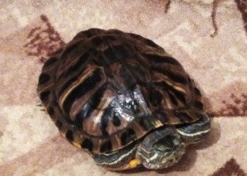 Красноухая черепаха