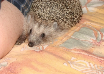 50 руб. Отдам ежа.