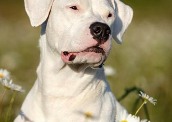 Аргентинский дог щенки Фортуна Никс