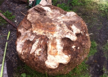 Кап. Сувель.