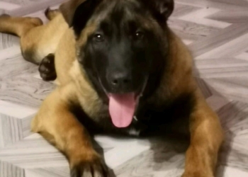 Малинуа бельгийская овчарка