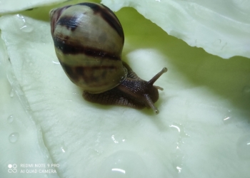 Улитка ахатина