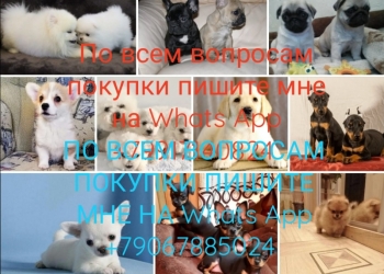 Питомник щенков