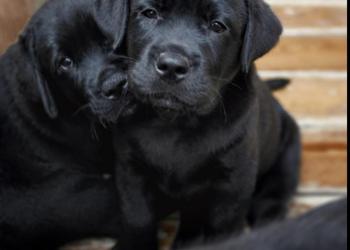 Щенки лабрадорчики