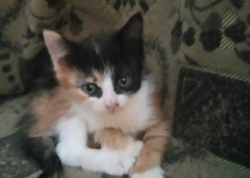 Котята от домашних родителей