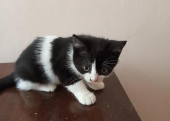 Котята от домашних родителей