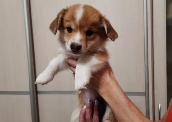 Продам щенков Вельш Корги пемброк