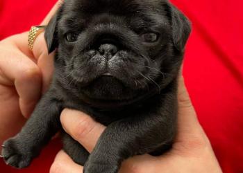 Очаровательные мопсята