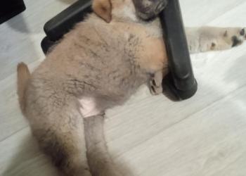 Щенок чау чау