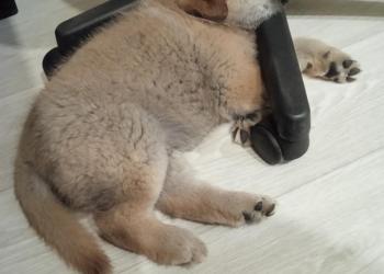 Щенок чау чау