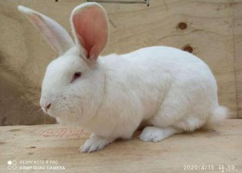 Продам крольчат панон