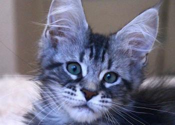 Мейн Кун девочка