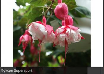 Фуксии