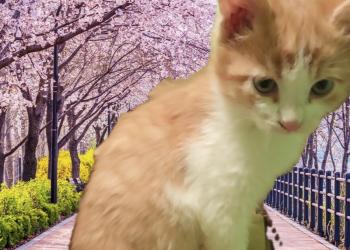 Котики- лучшее приобретение в год Тигра!