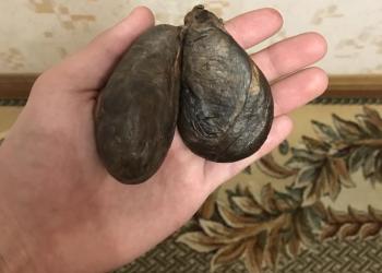 Бобровая струя