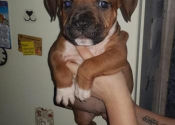 Щенки стаффордята