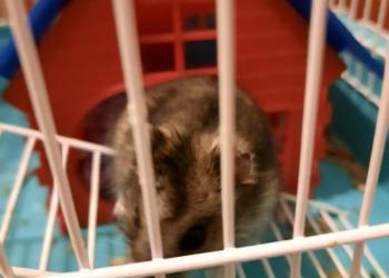 Хомяк с клеткой