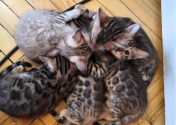 Бенгальские котята