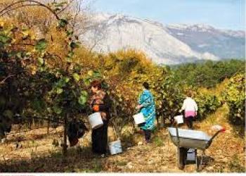 Продаём черенки, саженцы и плоды киви, граната, фурмы, кизила в Крыму. Недорого!