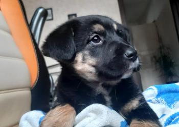 Щенок в добрые руки