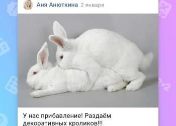 Раздаю кроликов